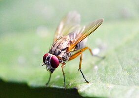 Fruchtfliegen bleiben durch einen Stoffwechselschalter im Gehirn funktionsfähig