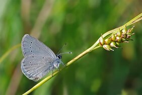 Der Zwergbläuling (Cupido minimus) ist der kleinste Tagfalter Mitteleuropas und ein Spezialist für Offenlandschaften. Er profitiert nicht von den Natura 2000-Schutzgebieten.