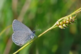 Der Zwergbläuling (Cupido minimus) ist der kleinste Tagfalter Mitteleuropas und ein Spezialist für Offenlandschaften. Er profitiert nicht von den Natura 2000-Schutzgebieten.