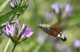 Taubenschwänzchen (Macroglossum stellatarum) bei der Futtersuche bzw. Nahrungsaufnahme in Frankreich