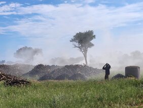 Pflanzen in Namibias Savannen