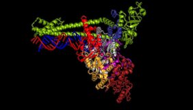 Die Polymerase des neuartigen Coronavirus SARS-CoV-2 vervielfältigt das Erbgut (blau und rot) des Erregers.  