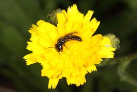 Spitzzähnige Zottelbiene (Panurgus dentipes) im Untersuchungsgebiet Weinbergsbrache/Mosel