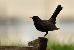 Amsel