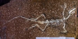 Das Fossil Sphenodraco scandentis: Gegenplatte mit den Knochen des Fossils unter UV Licht