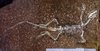 Das Fossil Sphenodraco scandentis: Gegenplatte mit den Knochen des Fossils unter UV Licht