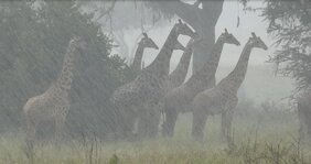 Massai-Giraffen in Tansania überleben in regenreicheren Jahreszeiten seltener.
