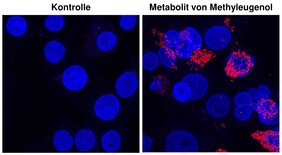 Menschliche Leberzellen nach Behandlung mit dem Methyleugenol-Metaboliten