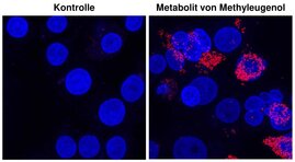 Menschliche Leberzellen nach Behandlung mit dem Methyleugenol-Metaboliten