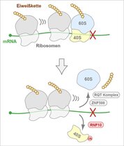 Ribsomen können währen der Proteinbiosynthese durch Schädigung oder Defekte in der mRNA zum Stillstand kommen, was zu Kollisionen mit nachfolgenden Ribosomen führt. Grafik Proteinbiosynthese