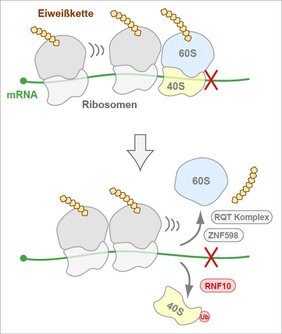 Grafik Proteinbiosynthese