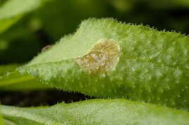 Weißfäule-Pilz Sclerotinia sclerotiorum auf Arabidopsis 