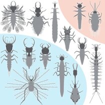 Insektenvielfalt war in der Kreidezeit größer