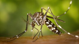 Die Asiatische Tigermücke ist eine invasive Art, die zahlreiche Krankheiten übertragen kann.