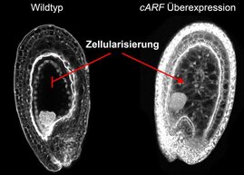 Das Innere von sich entwickelnden Samen von Arabidopsis thaliana 4 Tage nach der Bestäubung.