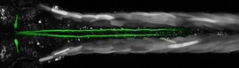 Forscher der Universität Bayreuth entdecken außergewöhnliche Regeneration von Nervenzellen