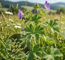 KI (Google Gemini) Pflanzen