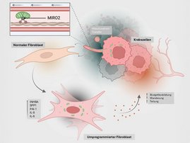 Grafik: So übertragen Krebszellen ihre Mitochondrien (grün) auf Bindegewebszellen
