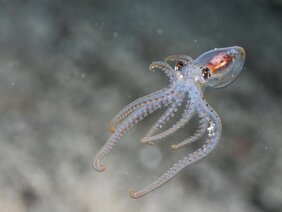 Oktopusse – hier ein Jungtier – haben komplexe Kamera-Augen