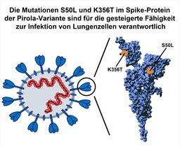 Das Spike-Protein der stark mutierten Pirola-Variante besitzt zwei wichtige Mutationen, S50L und K356T, welche die Infektion von Lungenzellen verbessern. 