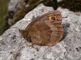 Der Waldteufel (Erebia aethiops) ist ein Tier von Waldrandstrukturen.  