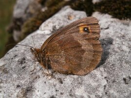 Der Waldteufel (Erebia aethiops) ist ein Tier von Waldrandstrukturen.  