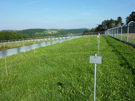 Die NutNet-Versuchsflächen im Jena Experiment wurden mit verschiedenen Kombinationen aus Stickstoff, Phosphor und Kalium gedüngt 