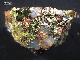 Das Foto zeigt ein Grit Steinchen, auf dem man im angefeuchteten Zustand verschiedene Flechtenarten sieht.  