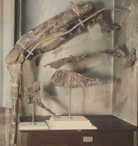 Skelettreste des Tameryraptor markgrafi