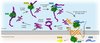 Das Protein PEX39 (lila) trägt Enzyme (gelb) wie einen Staffelstab zu den Peroxisomen.