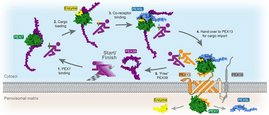 Das Protein PEX39 (lila) trägt Enzyme (gelb) wie einen Staffelstab zu den Peroxisomen.