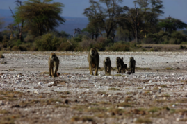 Im Amboseli-Becken im Süden Kenias leben zwei Pavianarten