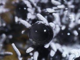 Mikroskopische Aufnahme eines unbekannten Pilzes aus einer Luftprobe in Deutschland.  