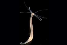 Süßwasserpolyp Hydra