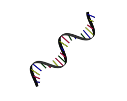 Schematische Darstellung RNA