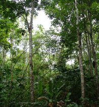 Naturwald in Panama 