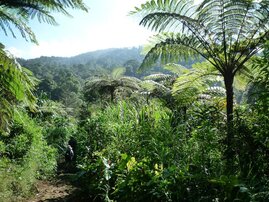 Artenreicher Regenwald im Nationalpark Mount Halimun Salak auf der indonesischen Insel Java.