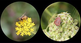 Insekten können verschiedenste Viren beherbergen. 