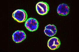 Frisch isolierte T-Zellen aus dem Blut eines gesunden menschlichen Spenders. Kernbestandteile (rot, gelb und blau) und T-Zell-Rezeptoren (grün) verdeutlichen die erstaunliche Variabilität in der räumlichen Organisation der T-Zellen. 