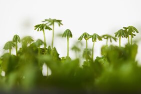 Marchantia polymorpha, ein Moos, kann einer Behandlung mit Glyphosat-Herbiziden widerstehen.