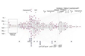 Stoffwechsel der ersten Zellen. Grafik Stoffwechsel der ersten Zellen.