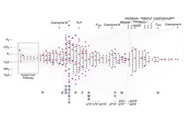 Grafik Stoffwechsel der ersten Zellen.