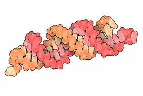 Small interfering RNA (siRNA) von zwei Dutzend Basenpaaren Länge übermitteln die RNA-Interferenz über weite Distanzen. 