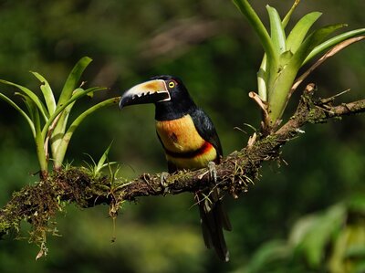 Tucan im Regenwald