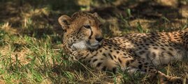 Referenzgenom Gepard