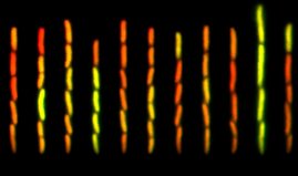 Pulsierende Gene und Nuancen in der Genexpression.