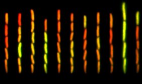 Pulsierende Gene und Nuancen in der Genexpression.