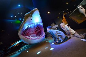 Das Modell eines Megalodon kann man sich zum Beispiel im Schlossmuseum Linz in Österreich ansehen