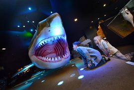 Das Modell eines Megalodon kann man sich zum Beispiel im Schlossmuseum Linz in Österreich ansehen