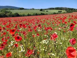 intensive Klatschmohnblüte